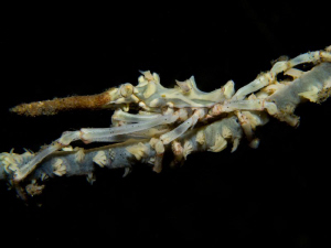 Xenocarcinus cf. tuberculatus by Alex Varani 